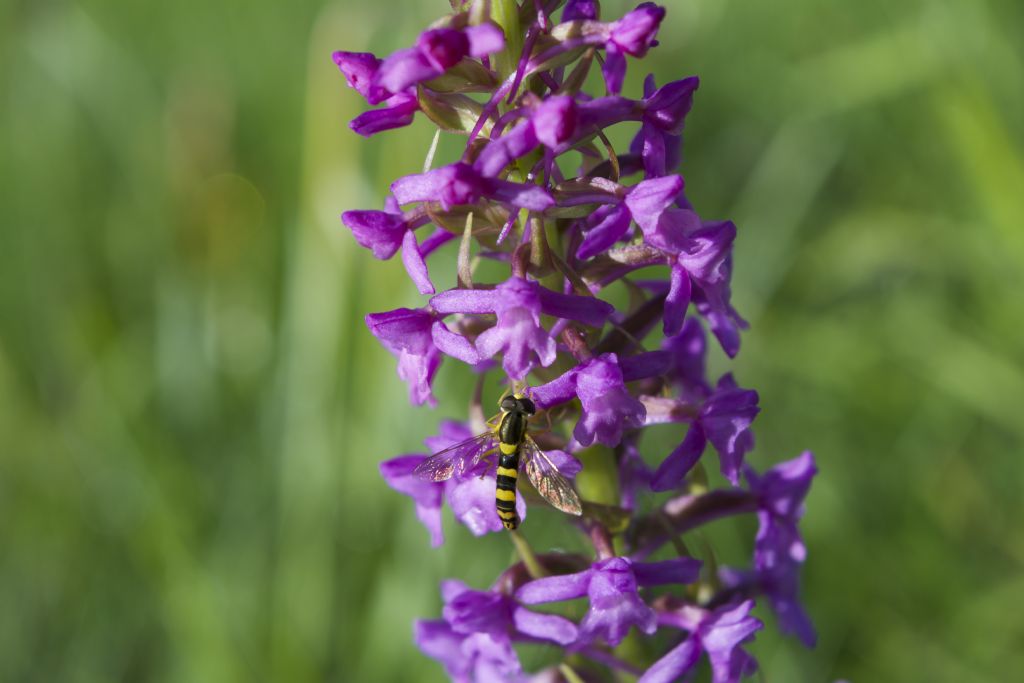 Gymnadenia conopsea